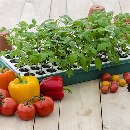 How to Plant Your Own Garden Seeds