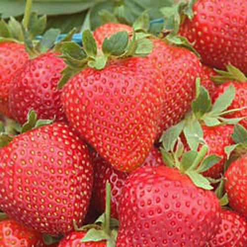 Strawberries- Planting Tips
