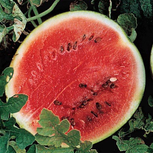 How to Grow Watermelon Plants