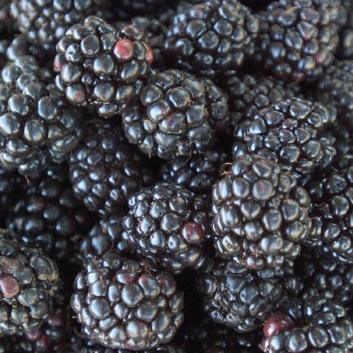 Blackberries- Uses and Health Benefits