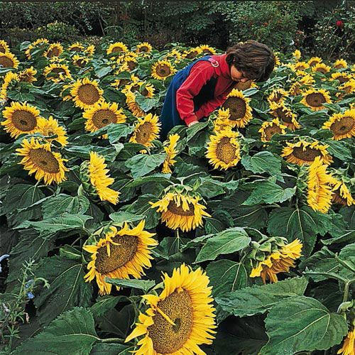 Attracting Wildlife- Sunflower Seeds