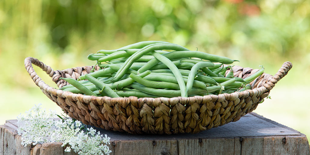 How Do Beans Grow? A Guide to Growing Beans
