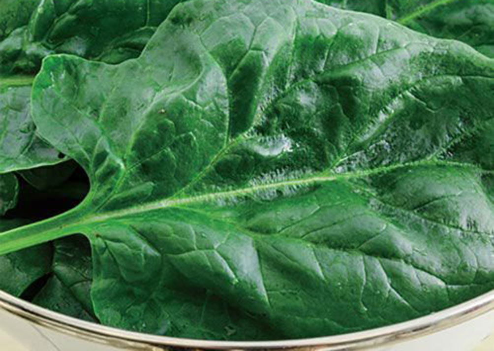 Spinach – Delicious, nutritious and easy to grow!