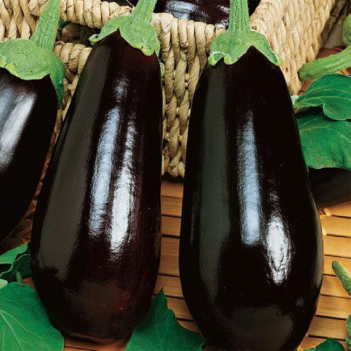 “Aubergine,” or eggplant, is surprisingly easy to grow