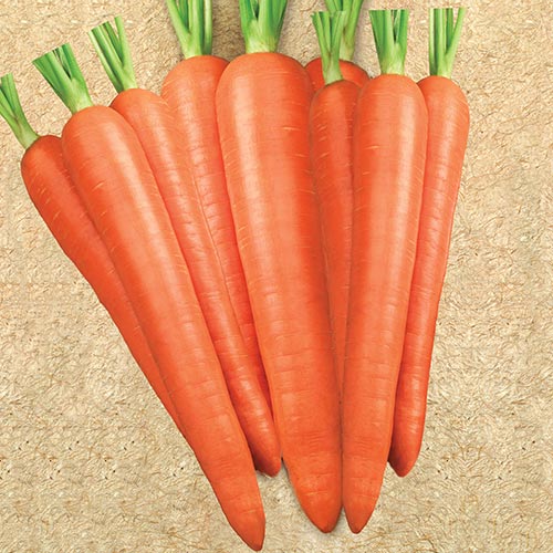 Going underground: How I found success with carrots