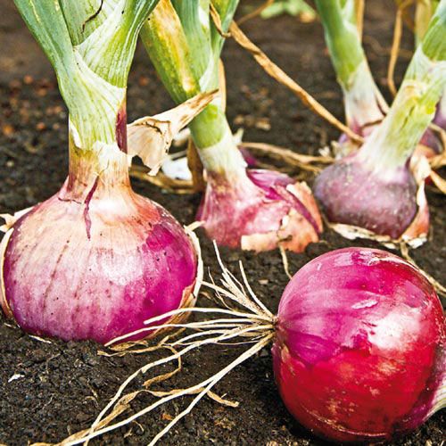 Seeds, sets or transplants? How to plant onions.