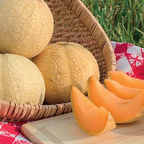 All about melons – How to grow muskmelons and watermelons