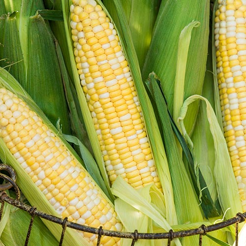 Treated Seed: Corn and Peas