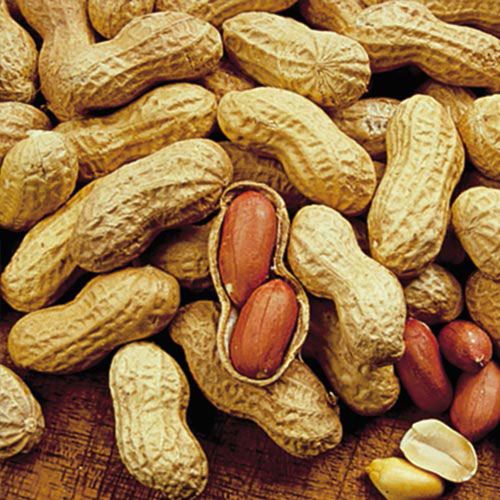 How to Grow a Peanut Plant from Seed