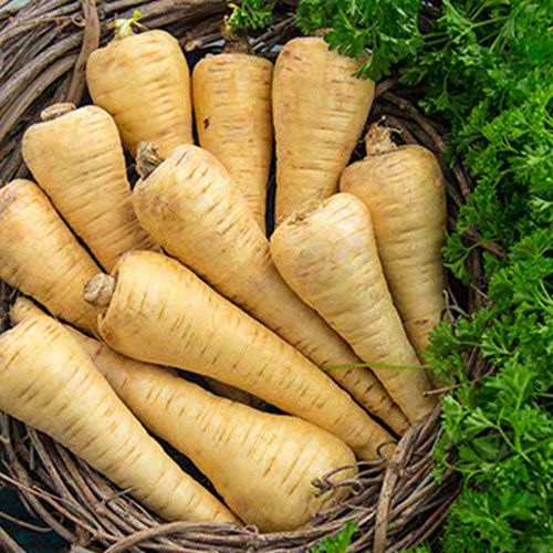 Rutabaga, Turnips, and Parsnips: Overlooked and undervalued vegetables