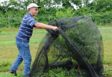 Covering a Juliet Dwarf Cherry with Premium Bird Netting to protect cherries from hungry birds