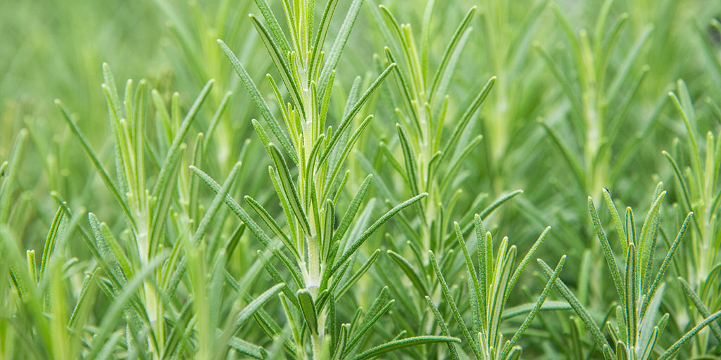 How to Grow Rosemary Plants