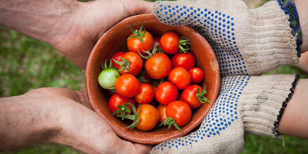 Cover graphic of gardeners holding a bowl of freshly grown tomatoes