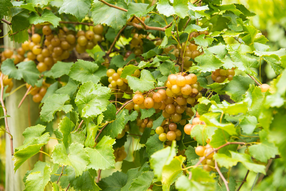 How to Plant Grape Vines