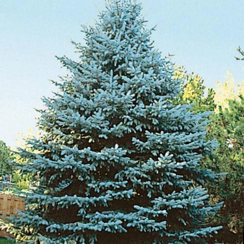 How to Winterize Your Trees