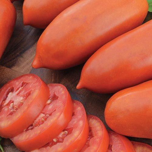 Hybrid vs. Heirloom Tomatoes