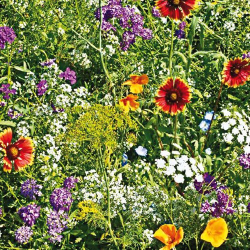 Attracting Good Bugs to Your Garden!