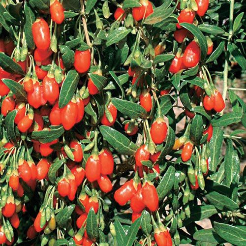 Goji Berries- Healthy and Delicious!