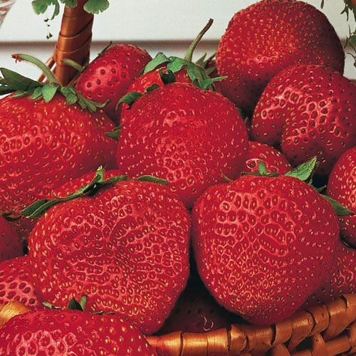 June Bearing Vs Everbearing Strawberry  