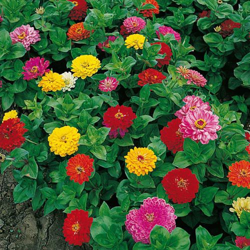 Growing Zinnias from Seed