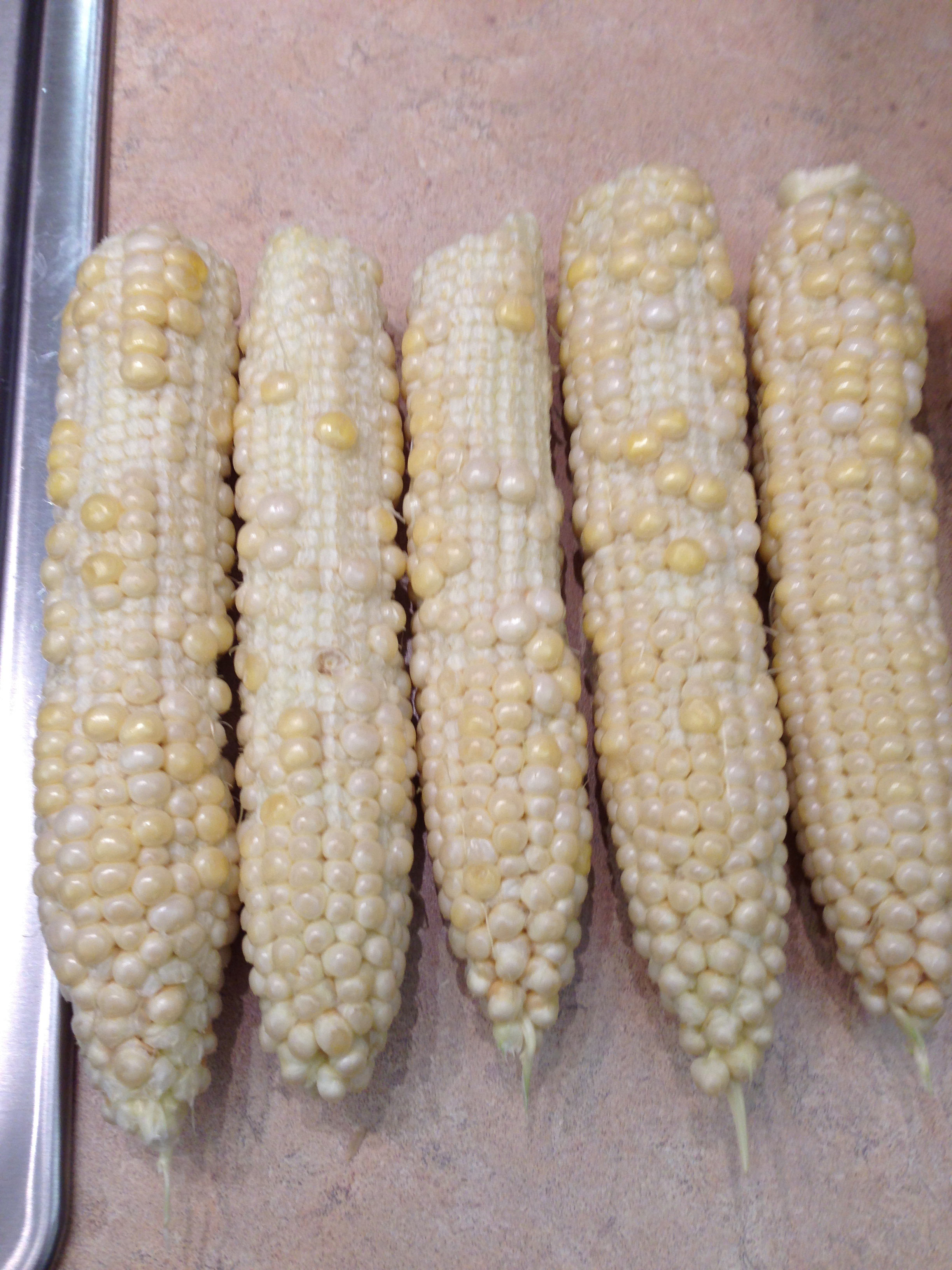 Why does my Sweet Corn look like half-popped bubble wrap?