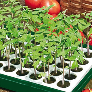 Starting Seeds Outdoors – Direct Sowing