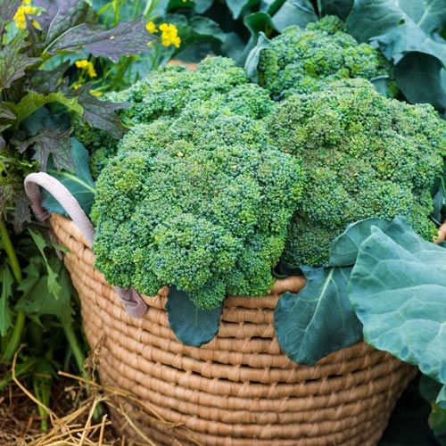 Growing Broccoli from Seed