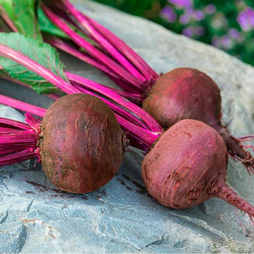 Red Jewels Packed with Vitamin C- Harrier Beets Are an Autumn Garden Staple