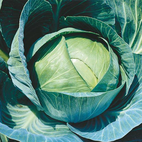 Cool-weather cabbage - perfect for early spring!
