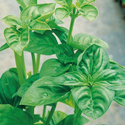 Guide to Growing Herbs Indoors