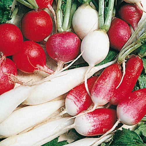 The Belle of the Ball - Cherry Belle Radishes (and more!)