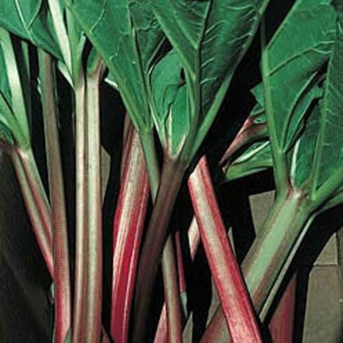 Rhubarb - How to grow the perfect "pieplant"