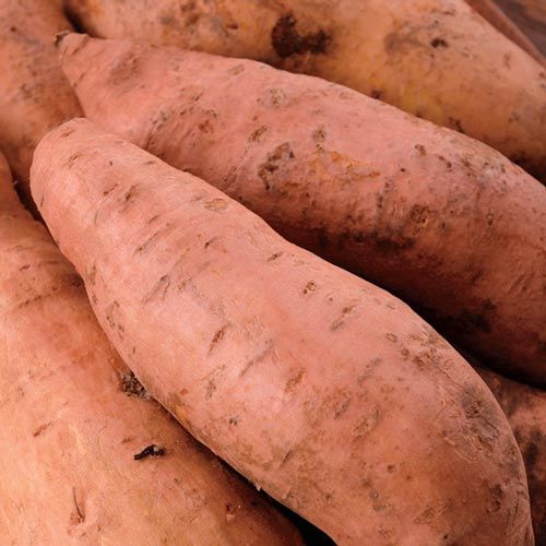 Success with sweet potatoes – how to plant and harvest a superfood