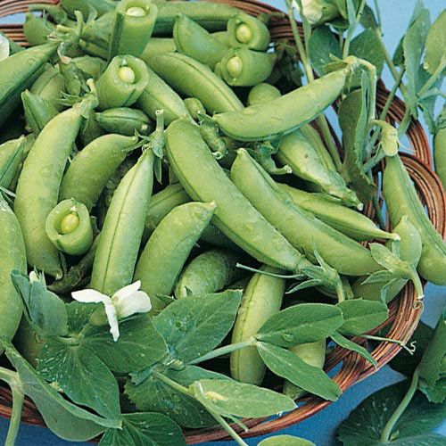 All about pea gardening