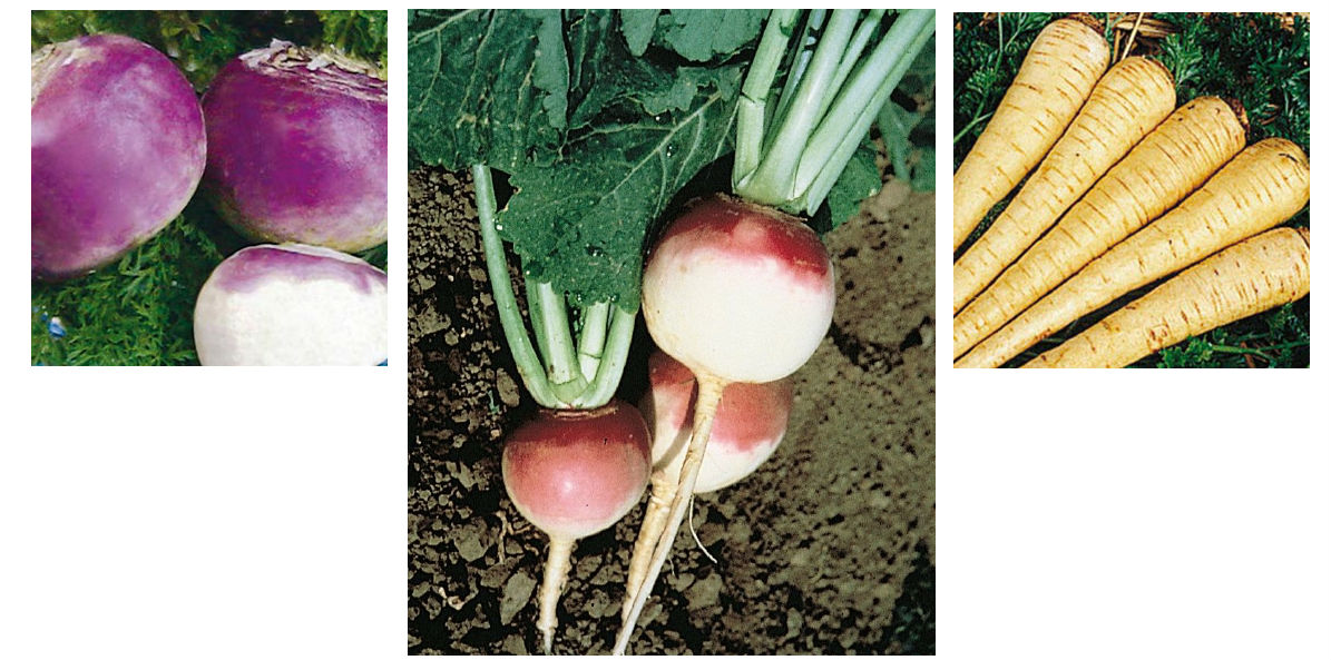 Rutabagas, Turnips, and Parsnips: So they’re good for me, but do they taste good?