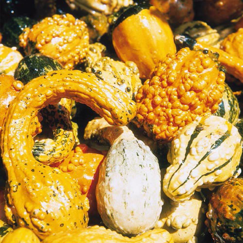 How to dry gourds for decoration