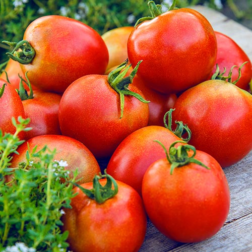 What to do with those late-season tomatoes