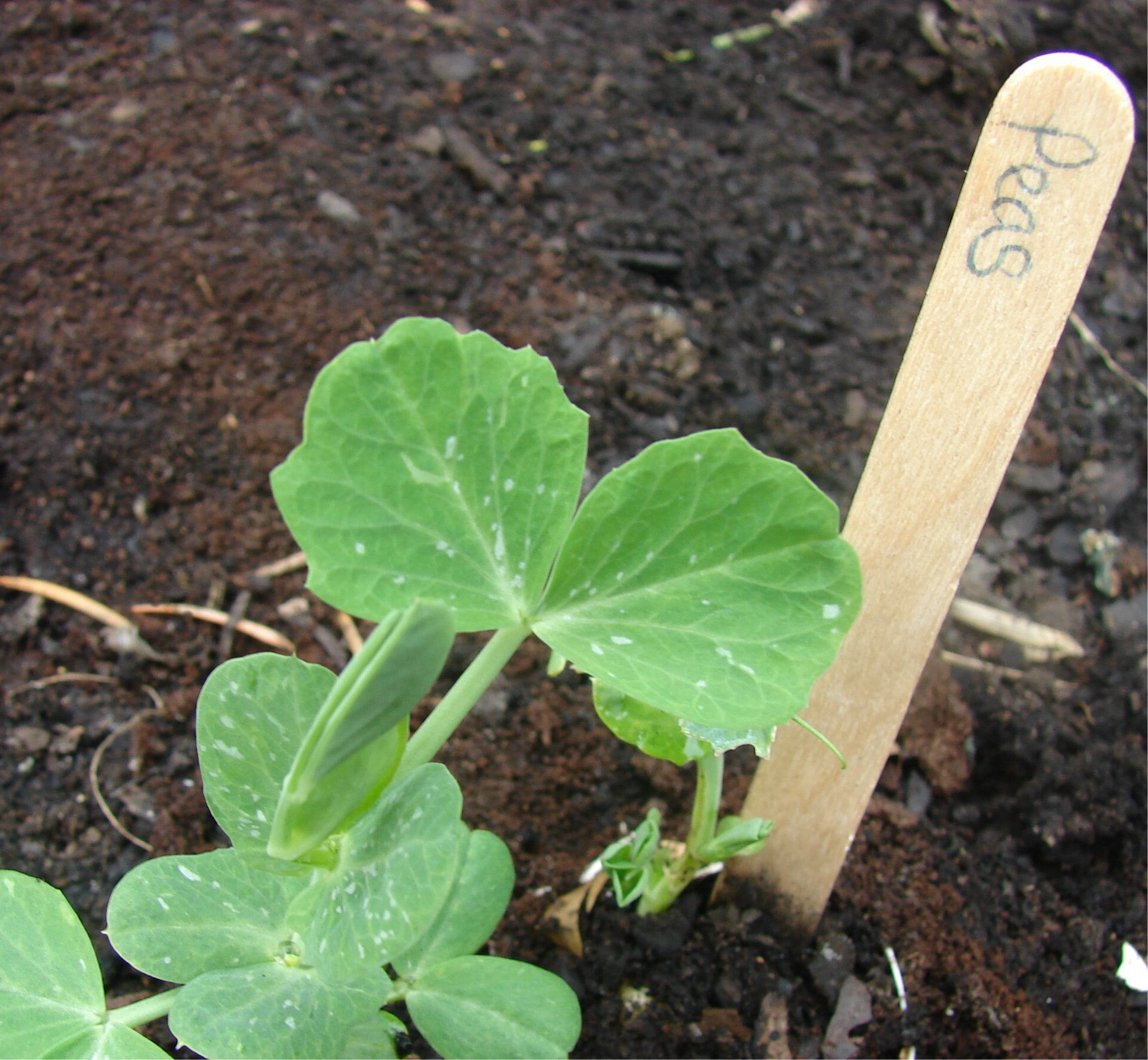 Now’s the Time to Plant these Early Spring Veggies