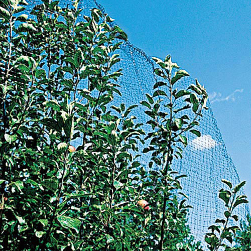 Protecting Berry plants from Birds