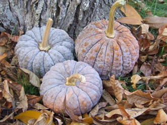Black Futsu Pumpkins in Autumn Displays