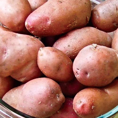 All about potatoes