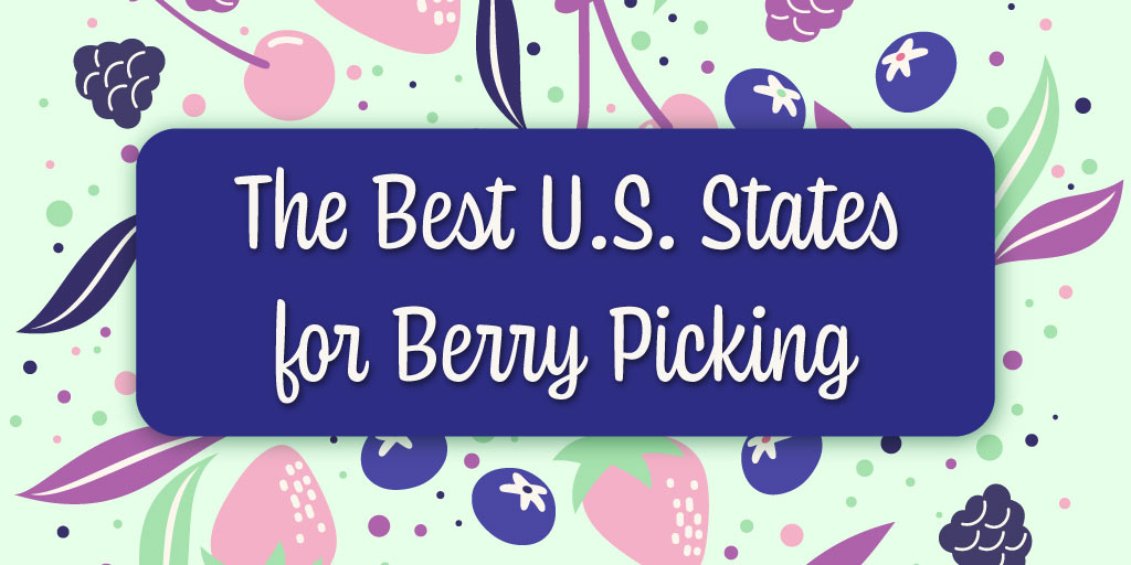 Graphic with berries on the background reading “The Best US States for Berry Picking”