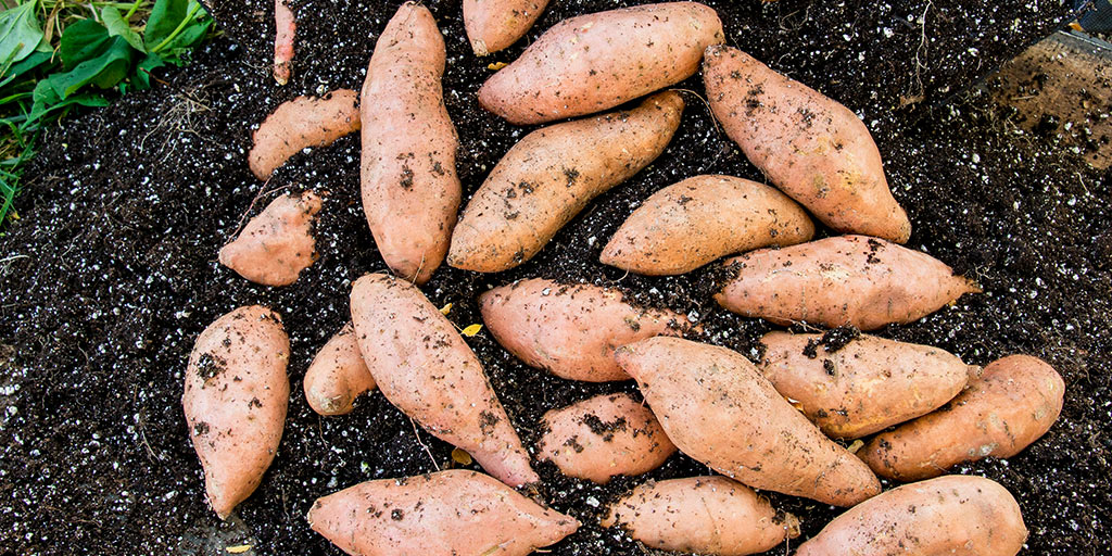 How to Grow Sweet Potato Vines