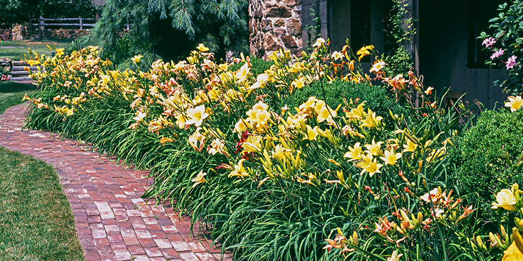 Daylilies