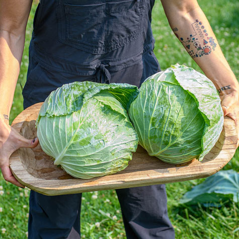 Cabbage Family