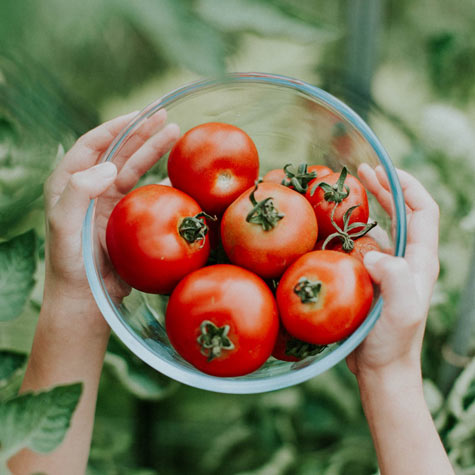 Tomato Family