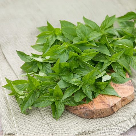 Which Herbs Grow Well Indoors?