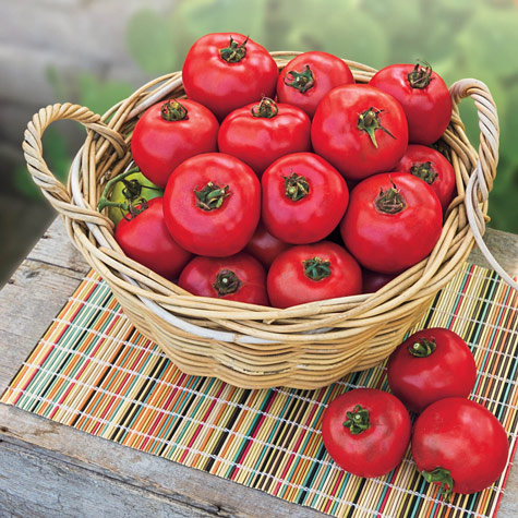 Hybrid Tomatoes