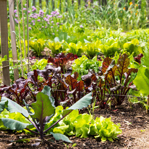 Planning Crop Rotation