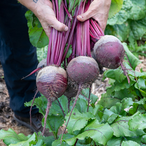 Preparing Your Soil for Beets